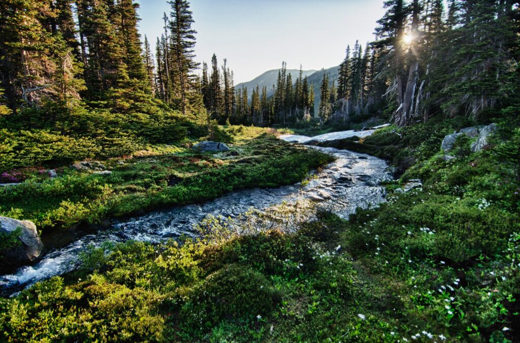 landscape photography of river with trees