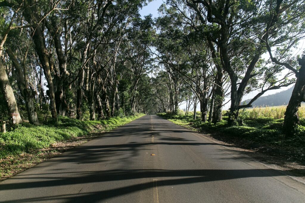 gray road beside trees during daytime