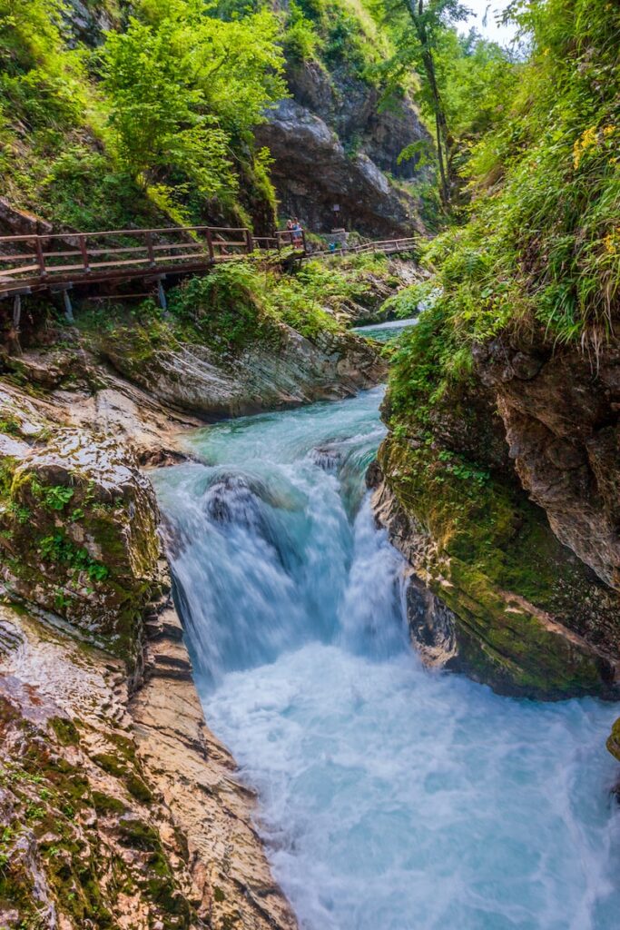 river in the middle of the forest